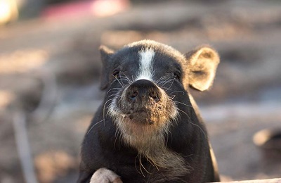pig standing 2